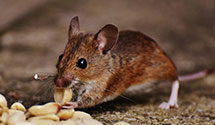 hospital-and-healthcare-facility-pest-management Experts in Carnation